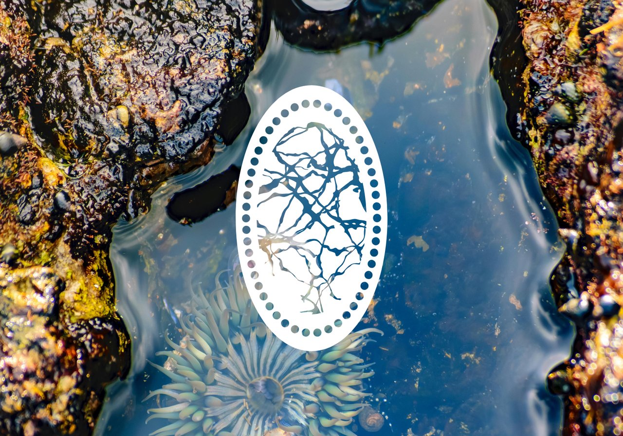 Understanding Tide Rights in Skagit & Island County