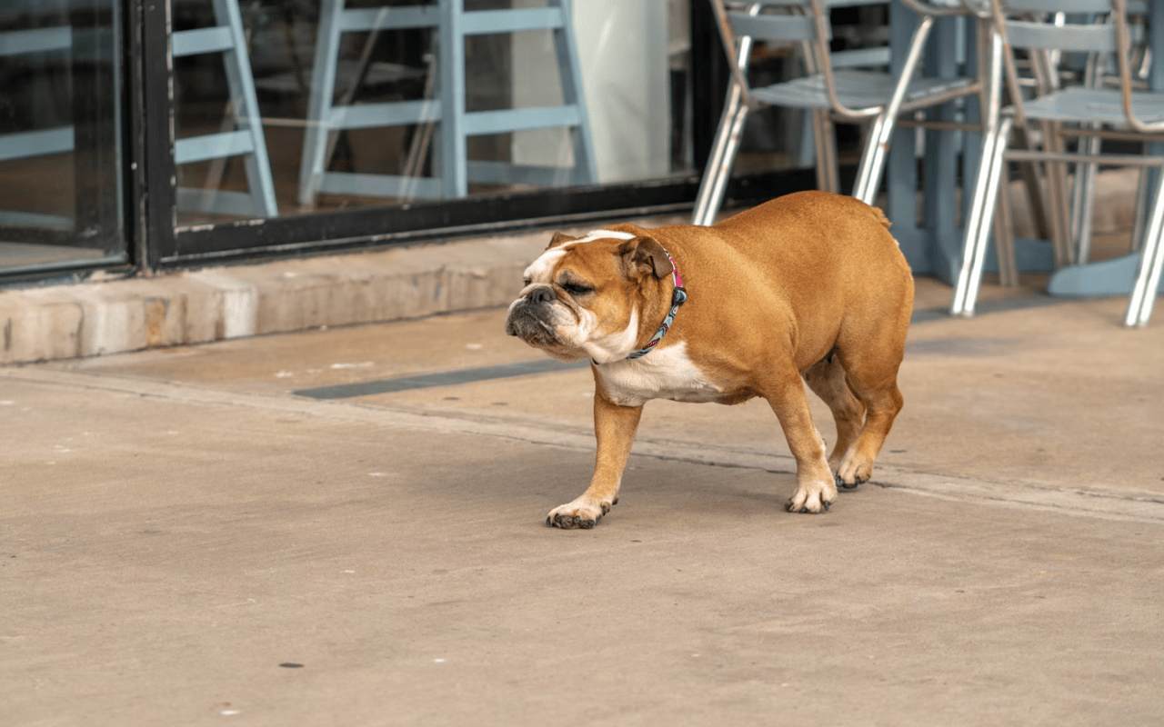 Pet-Friendly Restaurants in Knoxville, TN