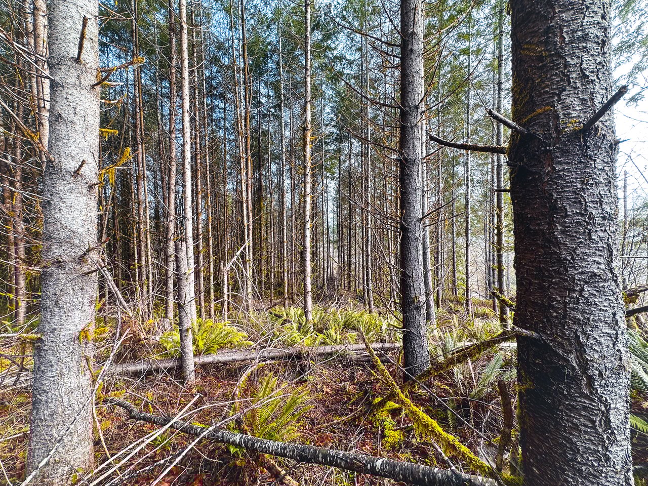 Waite Creek Woodlands