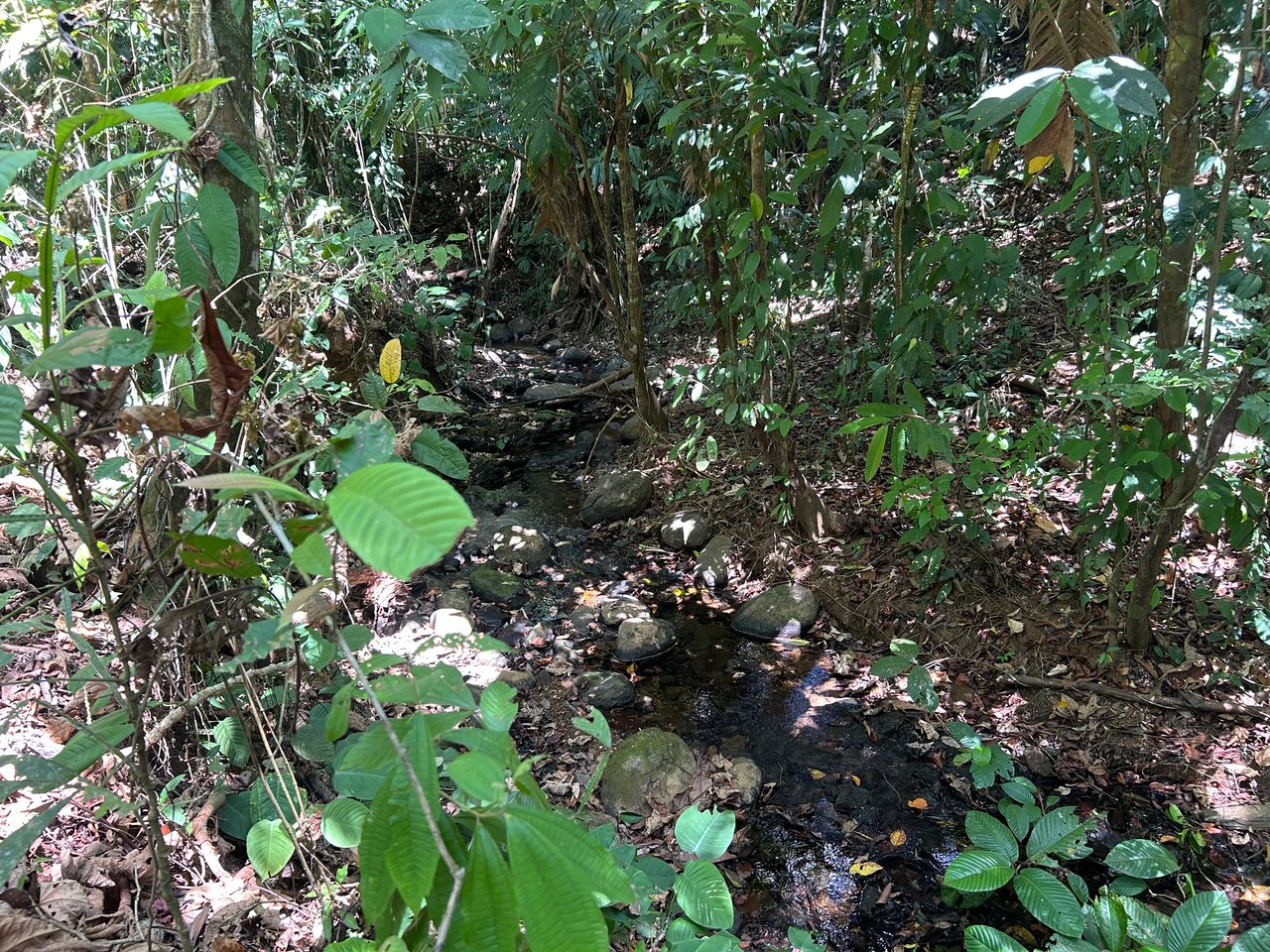 Prime 1.24-Acre Land in Matapalo / San Andrés – Ready to Build