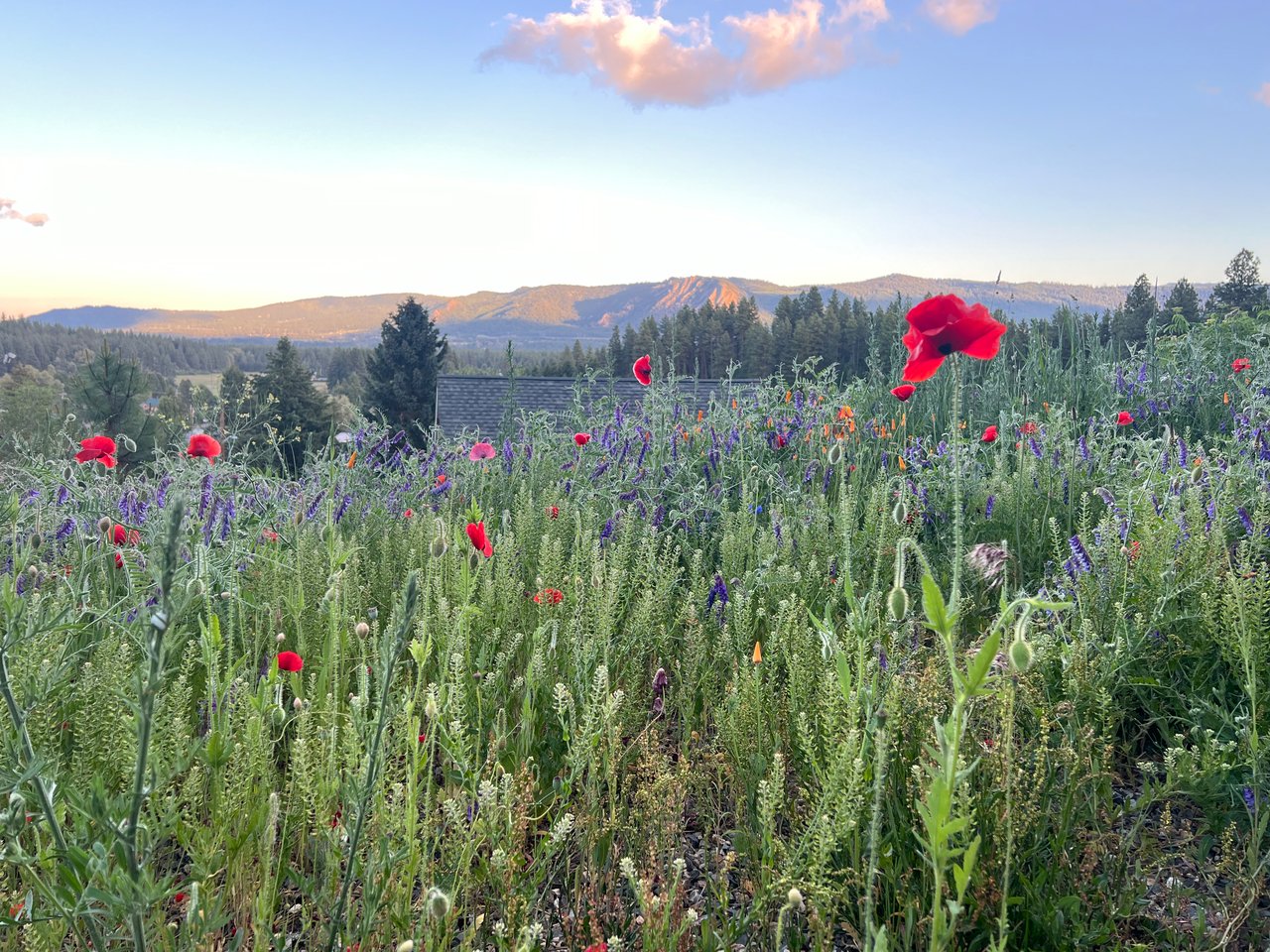 Roslyn, Washington Real Estate Market Report | August 2026