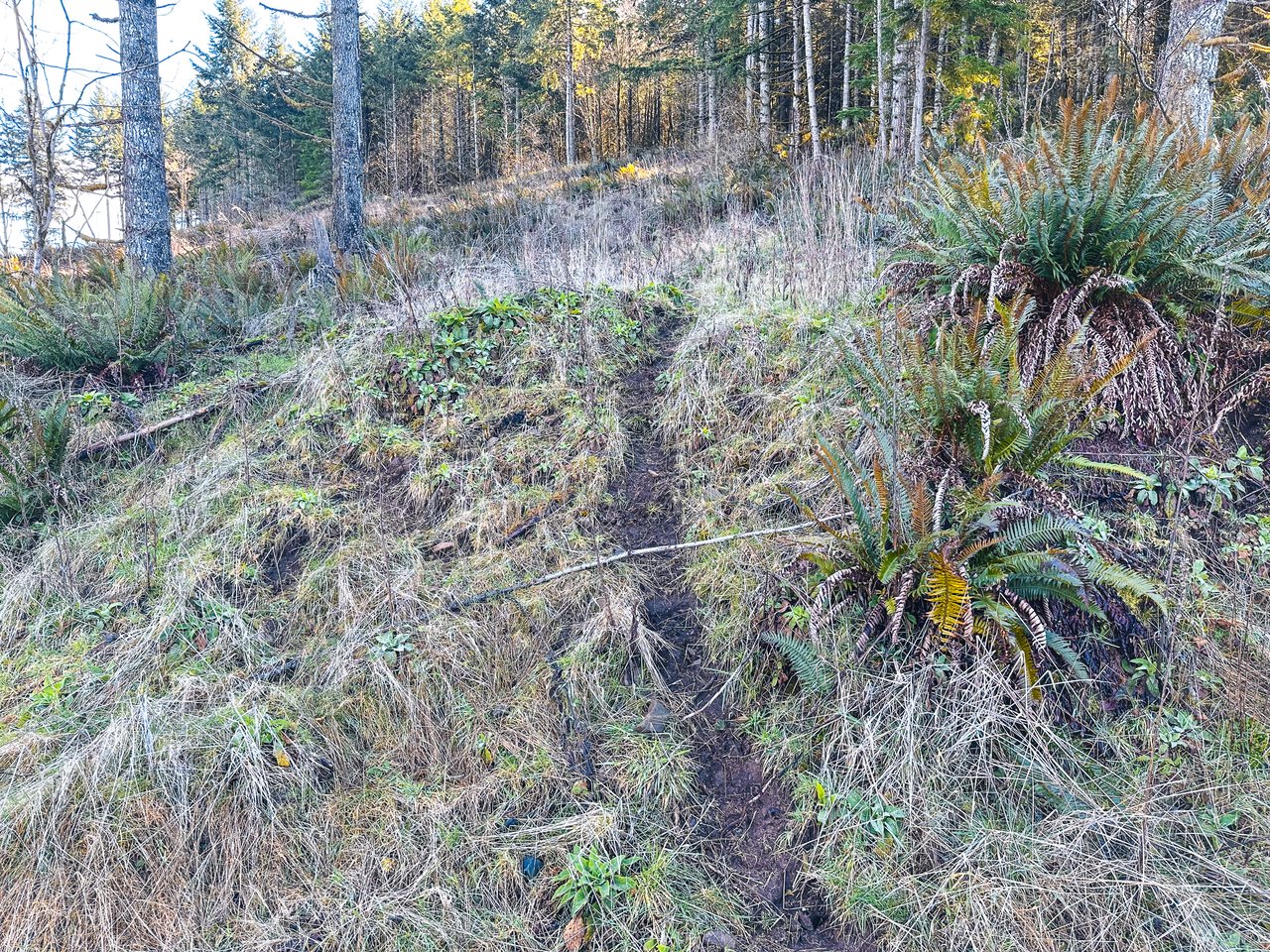 Marion Woods - Auction