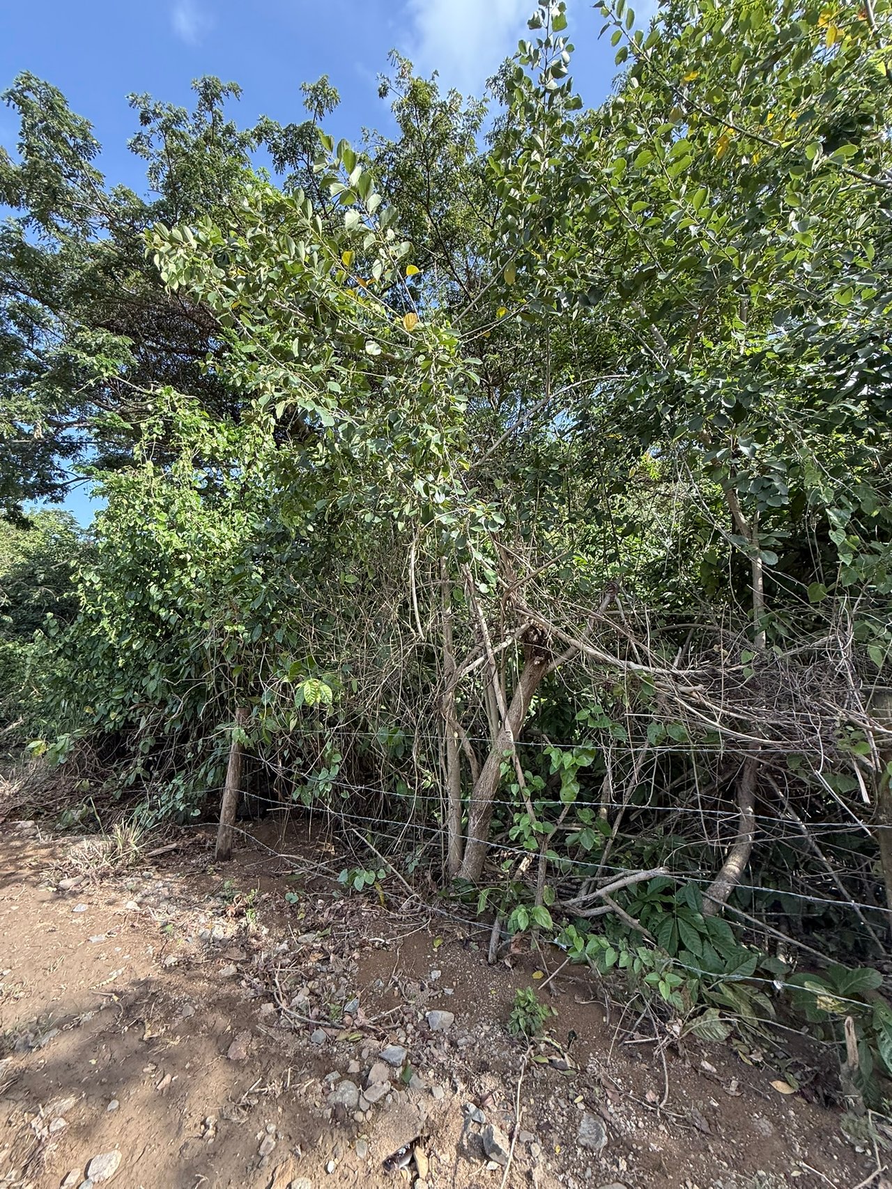 1081 Josiah's Bay 1 Acre Land