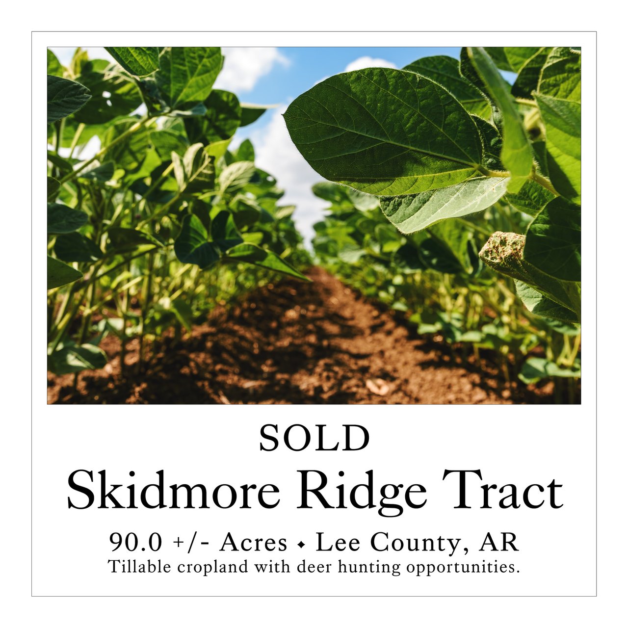 Skidmore Ridge Tract