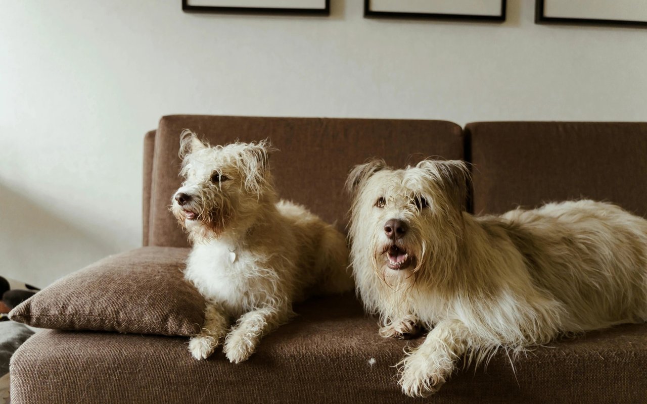 We Love Our Pets, But Can They Keep Your Home from Selling?