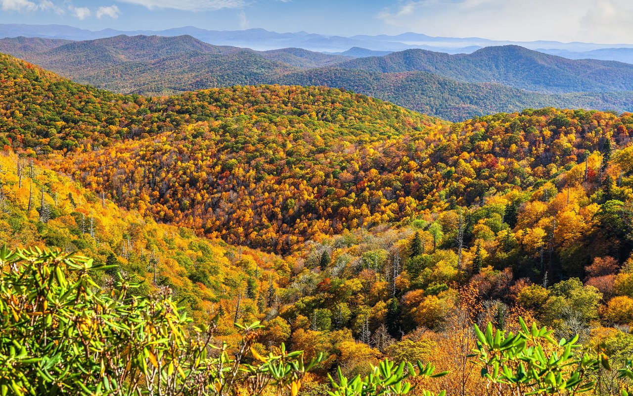 Pisgah Forest