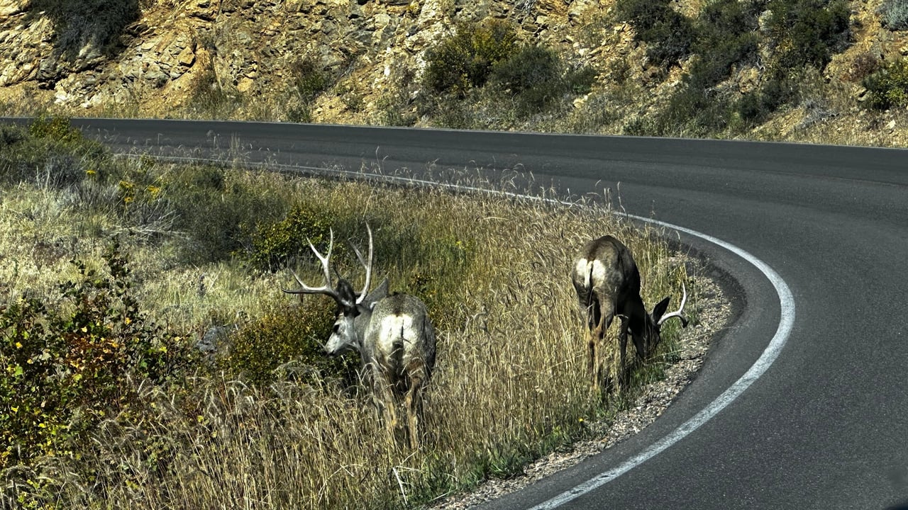Where the Road Meets the Sky: Driving Trail Ridge Road