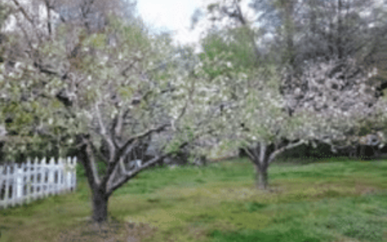 Pruning Fruit Trees cover