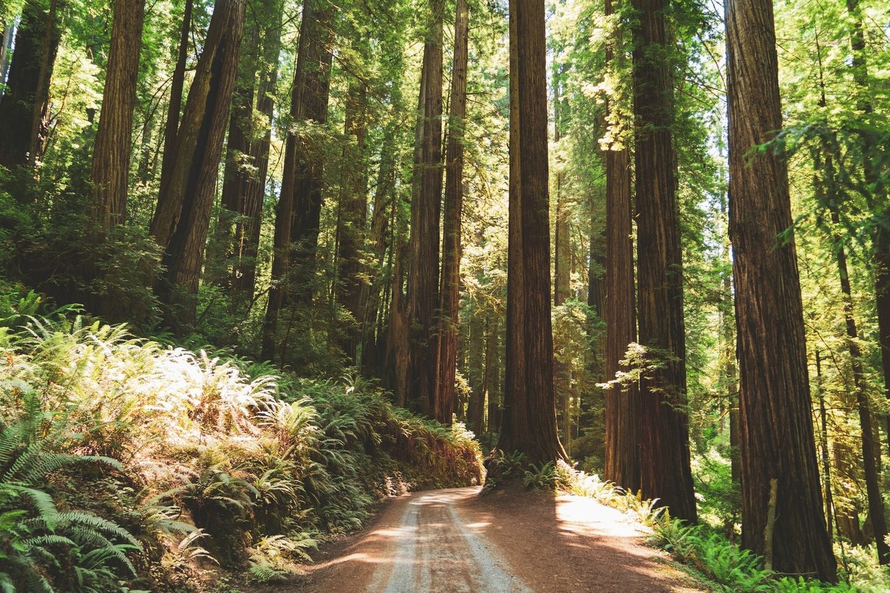 Dirt road winding through a sunlit redwood forest with ferns and towering trees.