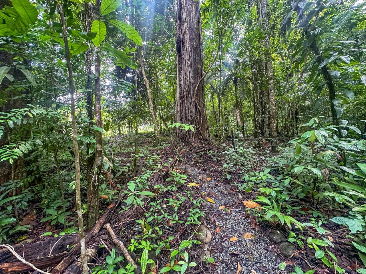 Rainforest Home with River, Jungle Trails & Pool in Ojochal