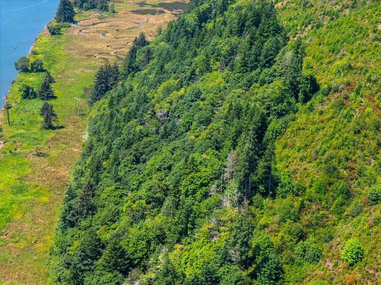 Alsea Estuary Forestland