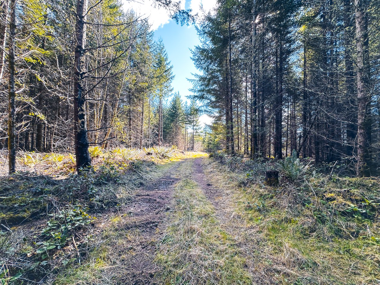 Marion Woods - Auction