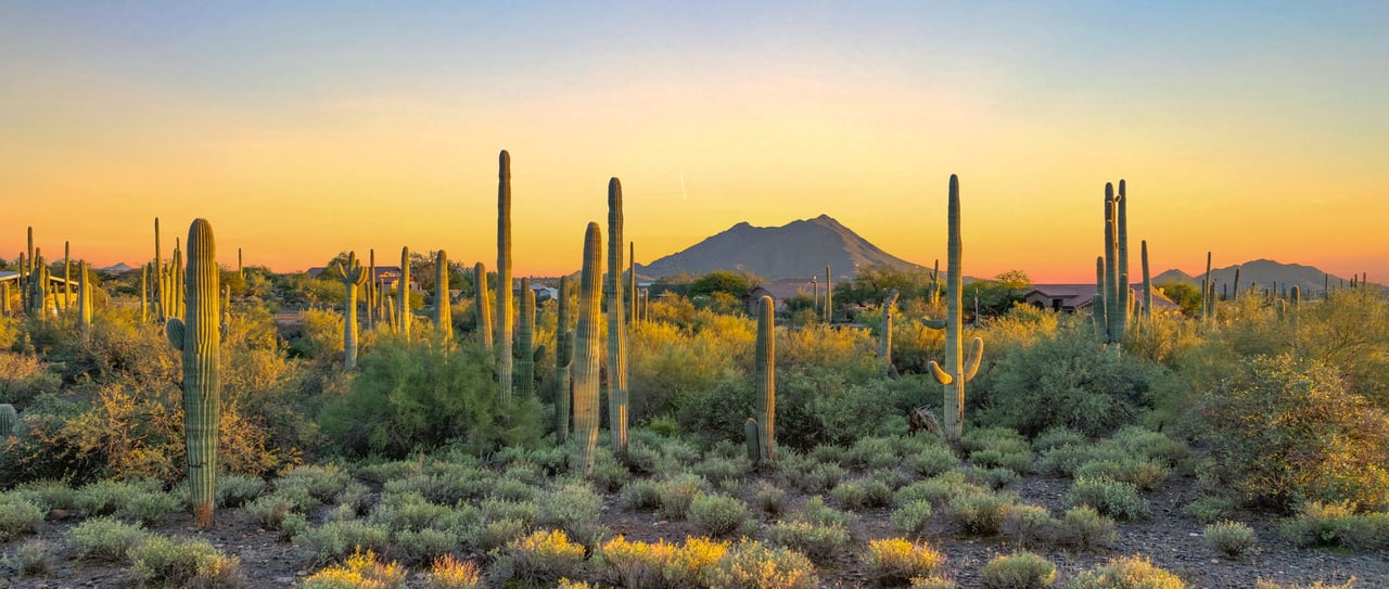 Saguaro cacti and desert scrub at sunset, with mountains on the horizon.
