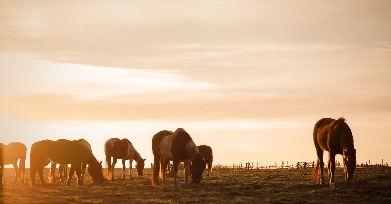 Horses graze in a pasture beneath a wide golden sky at sunset.