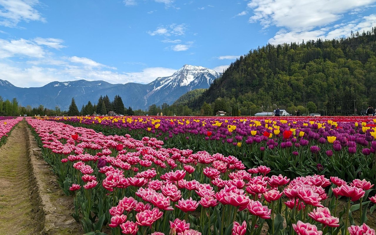 Agassiz