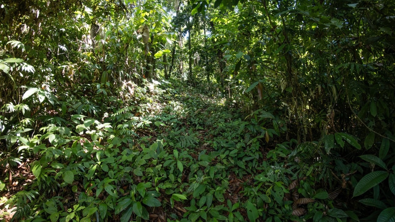 Tropical Sanctuary Above Uvita: 5-Acre Jungle Estate with incredible Mountain Views