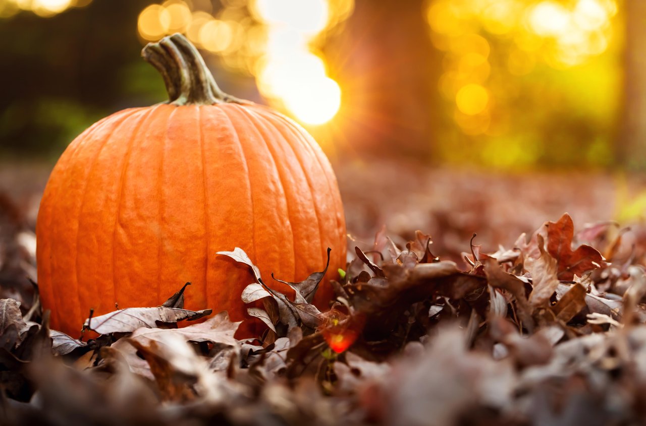 Orange pumpkin surrounded by autumn leaves in warm golden sunlight during the fall season