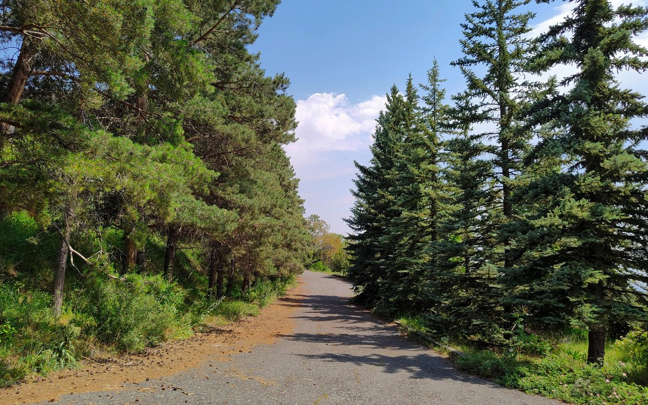 Canyon Pines
