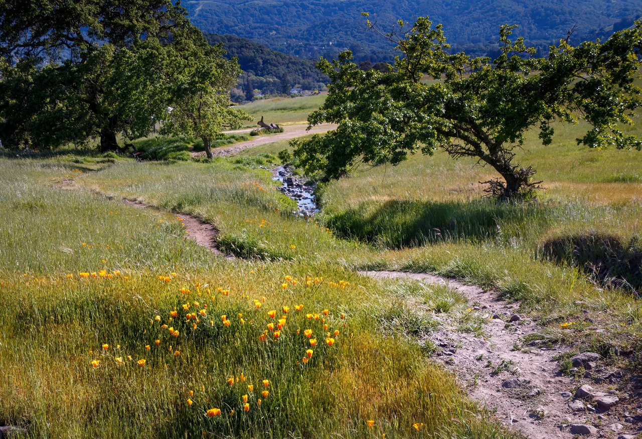 Novato hills with oak trees in northern Marin County, California