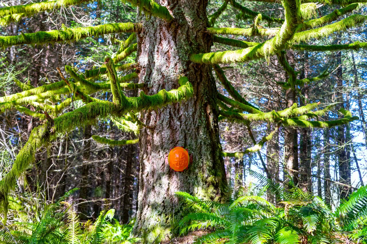 Marion Woods - Auction