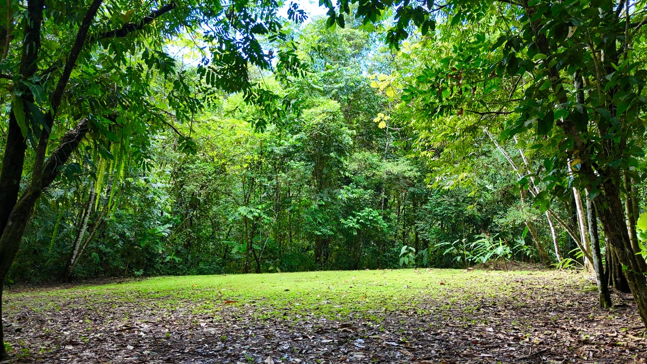 Selva Vista Estate – 5.9 Acres of Wild Beauty