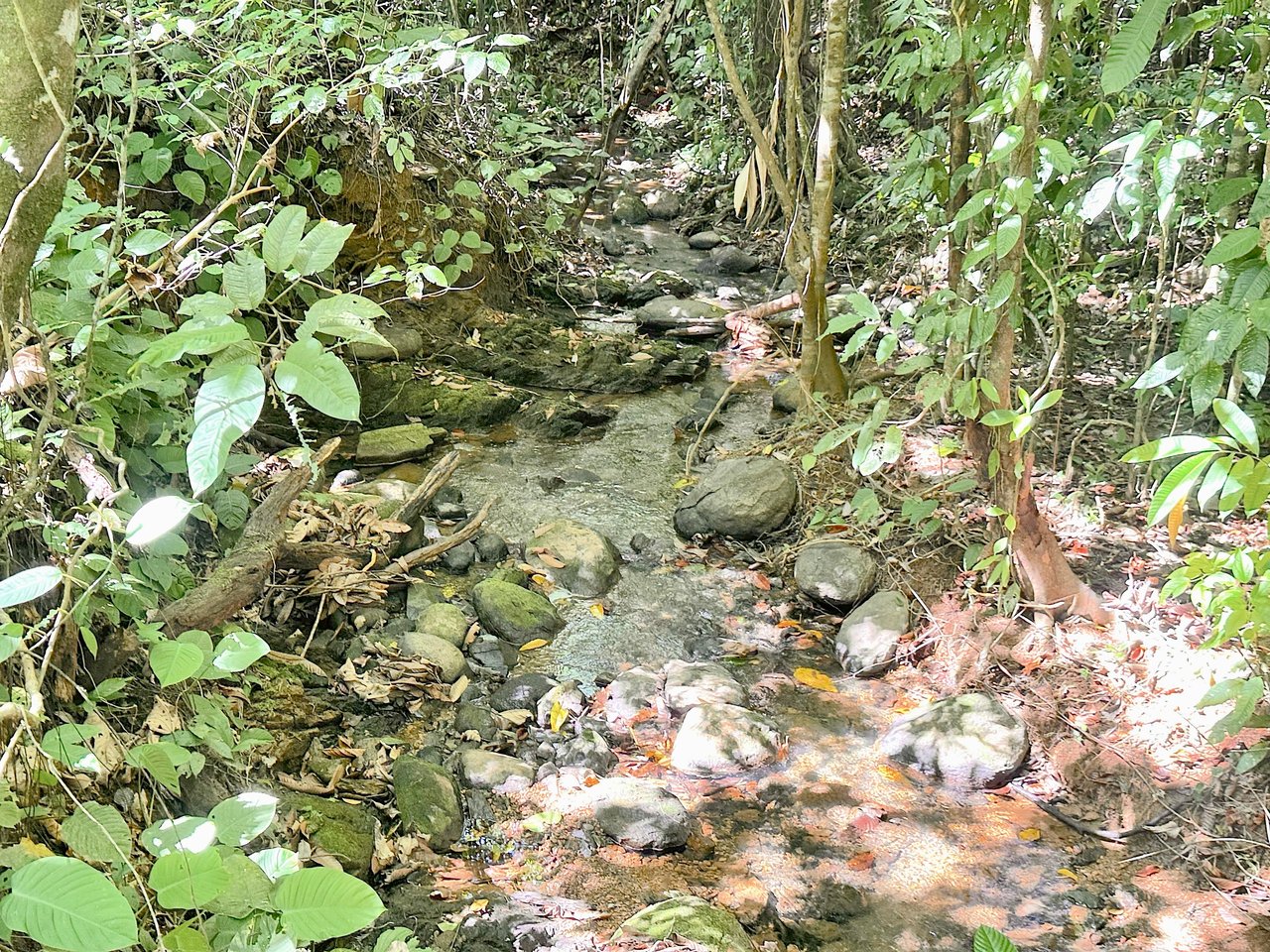 Prime 1.24-Acre Land in Matapalo / San Andrés – Ready to Build