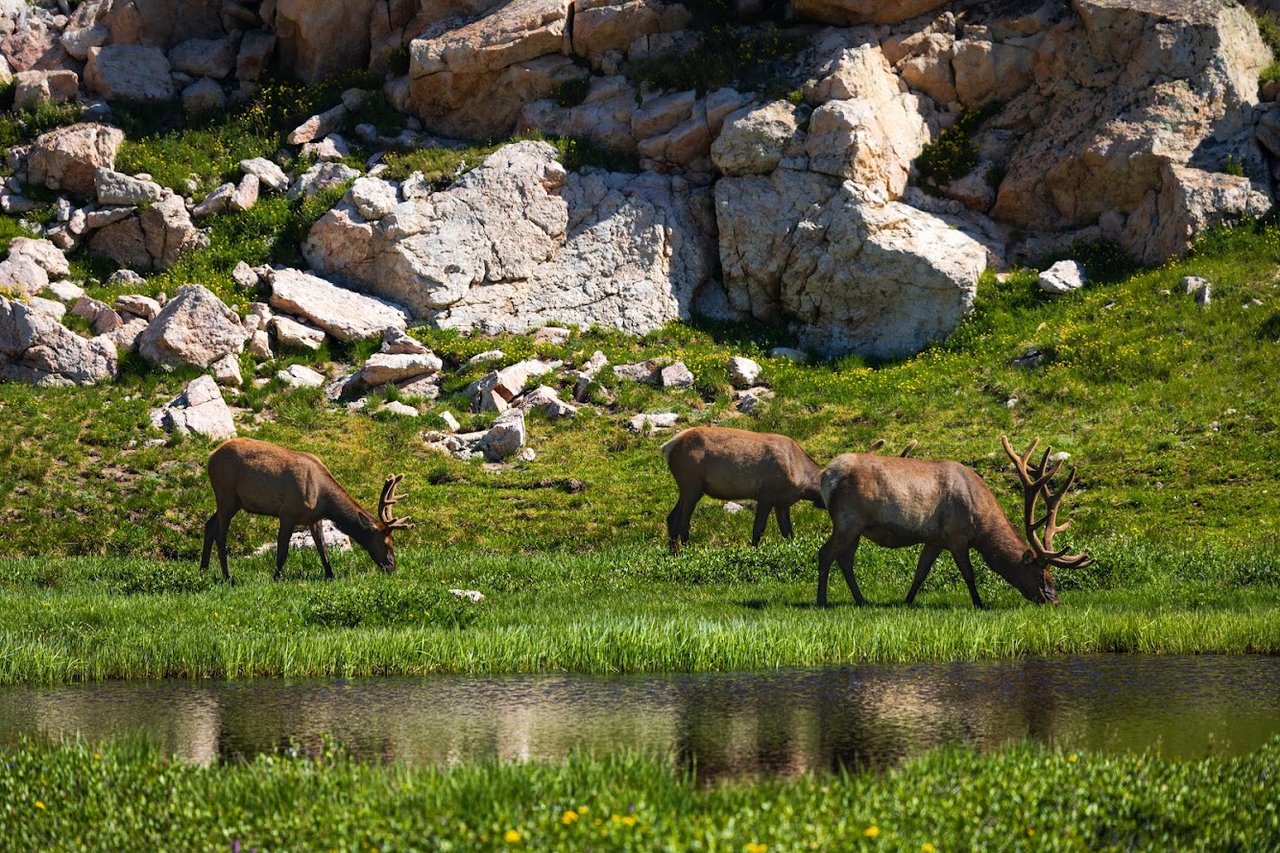 Driving Into the Wild: A Sensory Journey Along Old Fall River Road