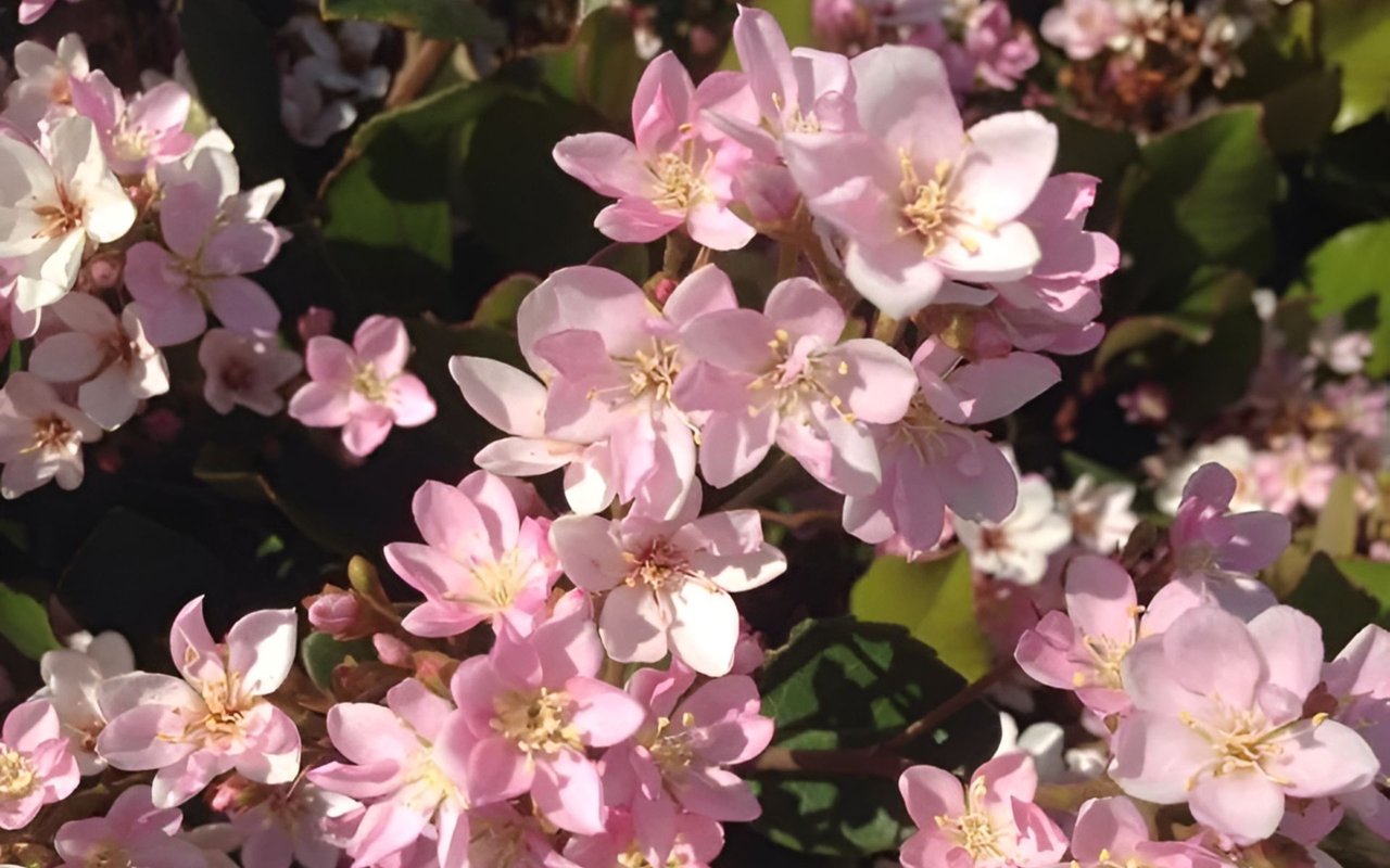 Clusters of pale pink and white blossoms with yellow centers among dark green leaves.