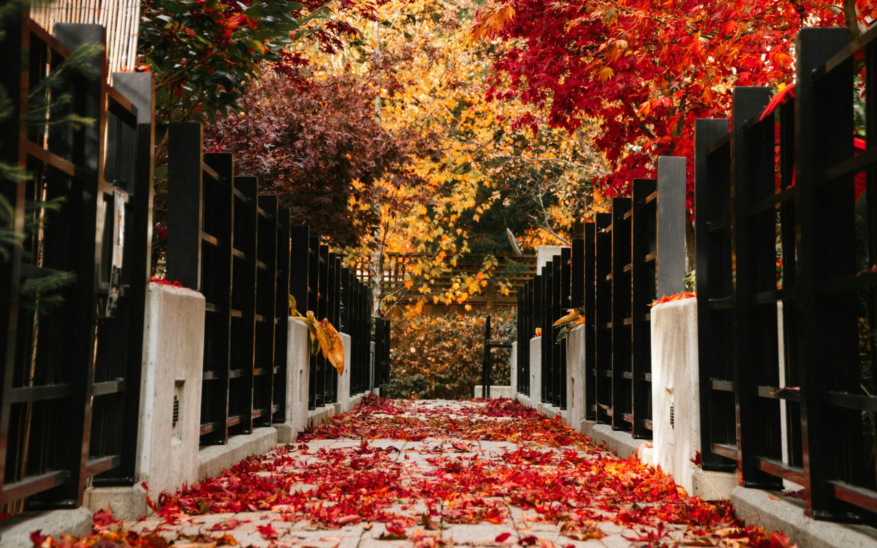 The Vancouver Rennie Review | October 2025