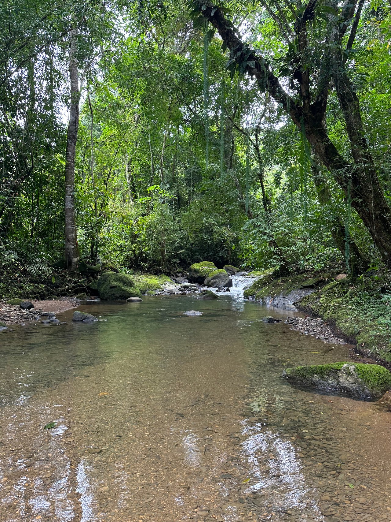 Jungle Oasis with River Frontage Near Dominical – 5.2 Acres of Pure Nature