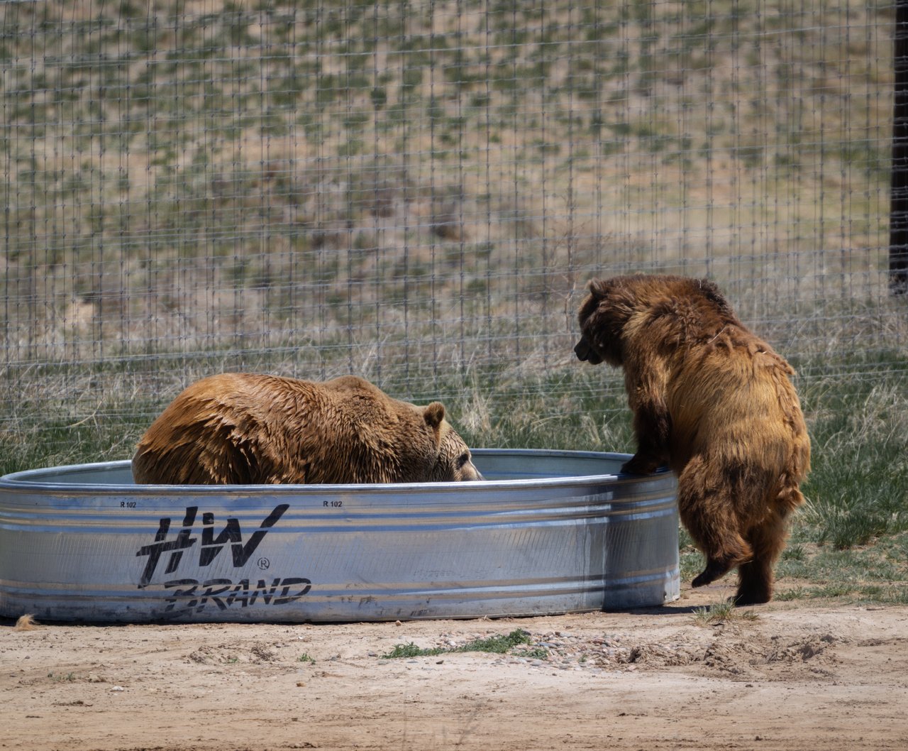 Into the Wild: Monica Breckenridge’s Unforgettable Journey at The Wild Animal Sanctuary Subtitle