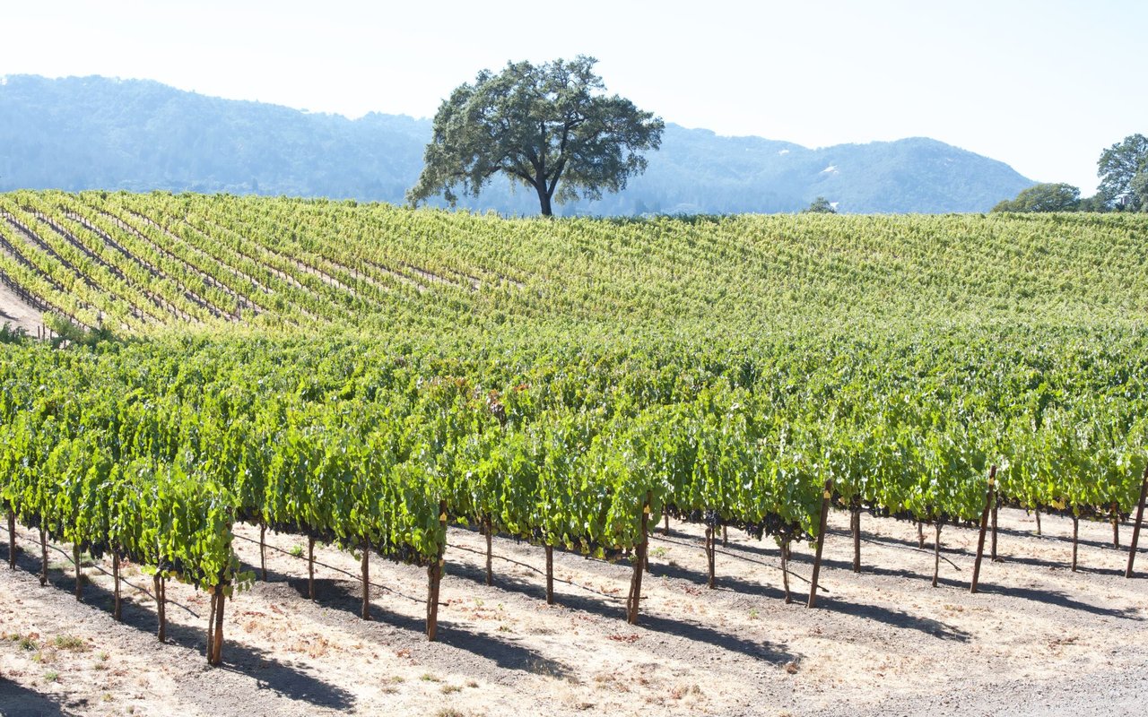 Los Olivos