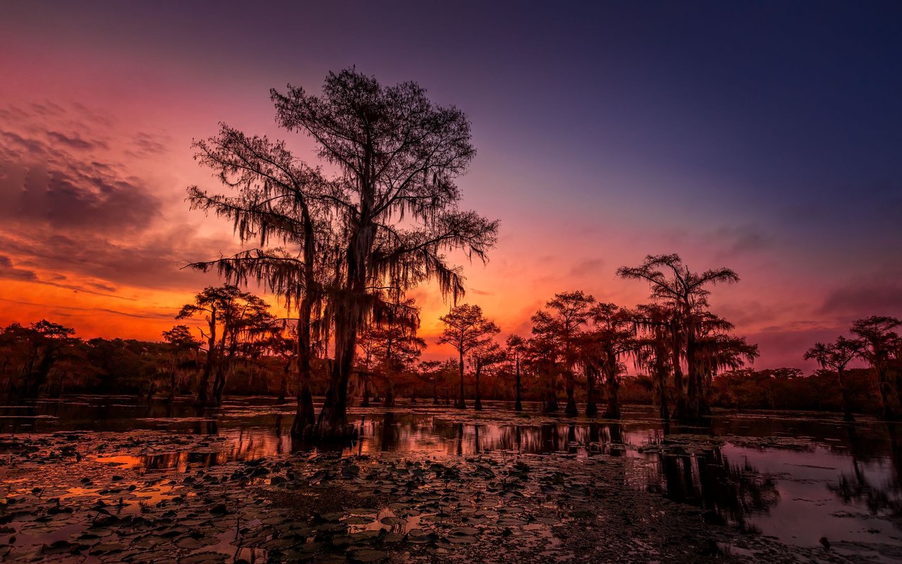 Cypress