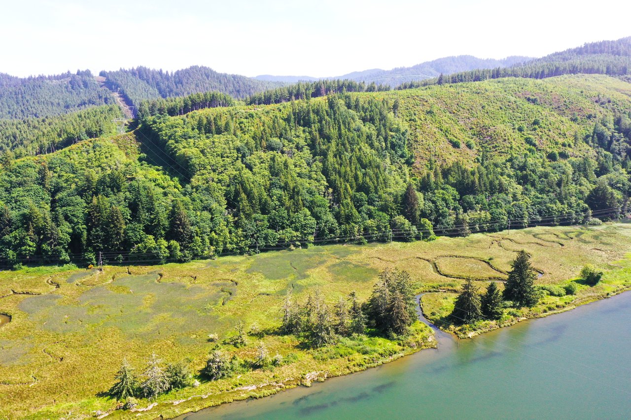 Alsea Estuary Forestland