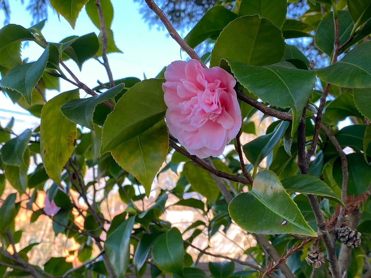 20 Suffield Avenue, San Anselmo