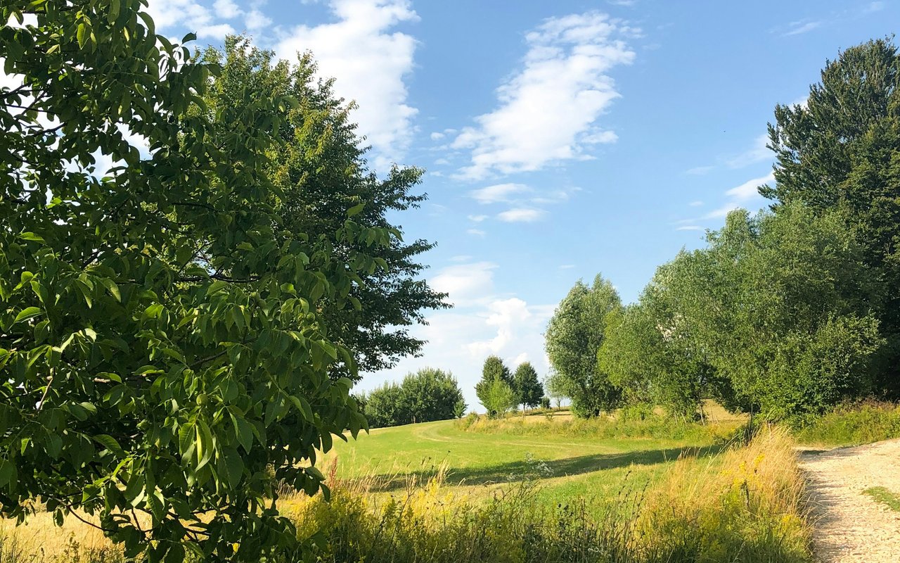 Grassy field bordered by leafy trees, with a gravel path along the right side.