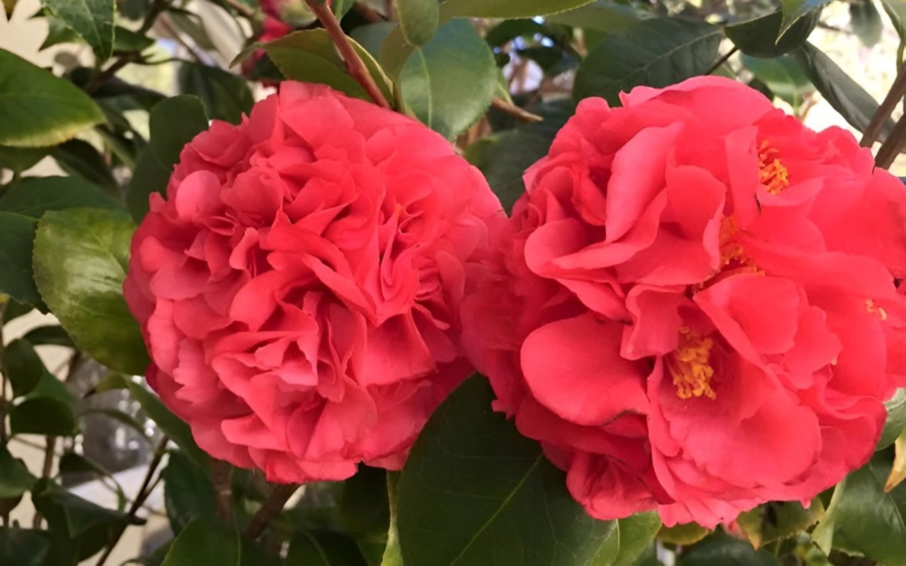 Two large pink-red camellia flowers with layered petals and yellow stamens among green leaves.