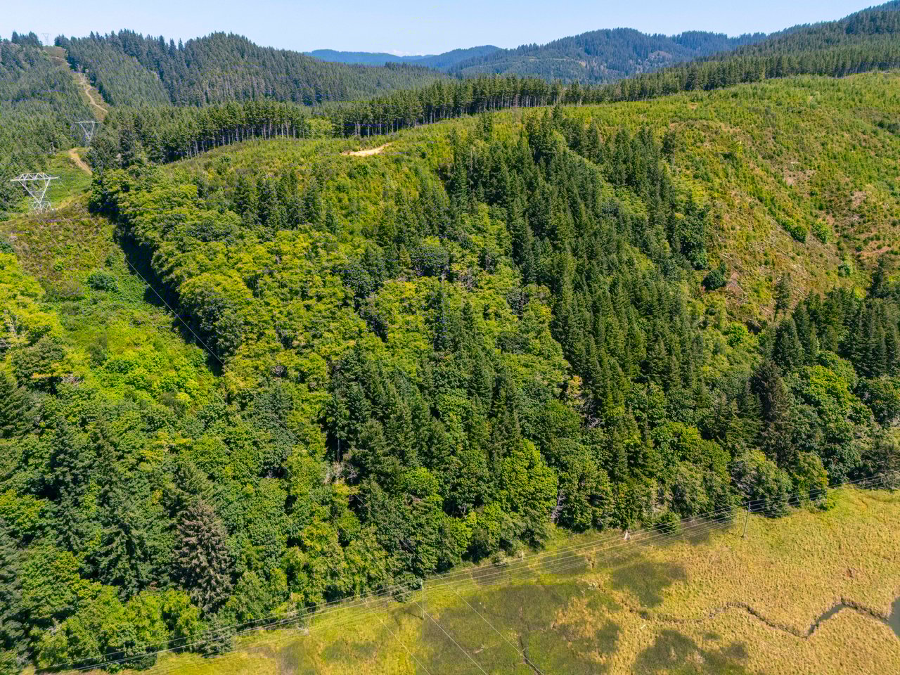 Alsea Estuary Forestland