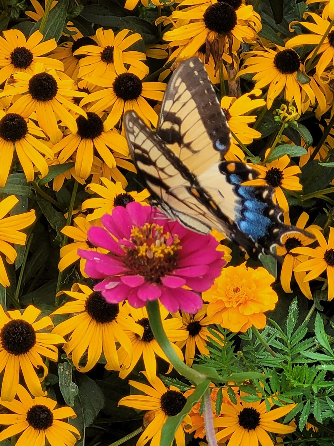 555 Hembree Grove Ovrlk