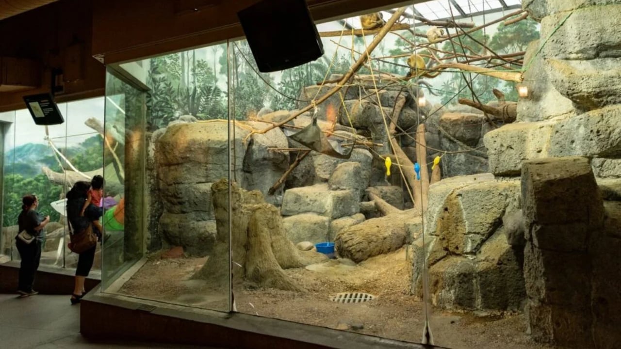 Como Zoo’s $25M Big Cat Habitat Proposal