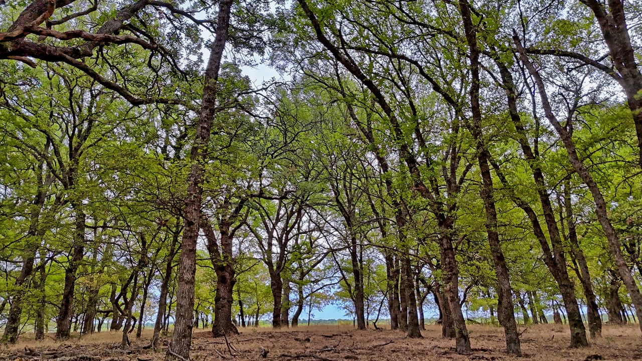 Cross Creek Ranch 