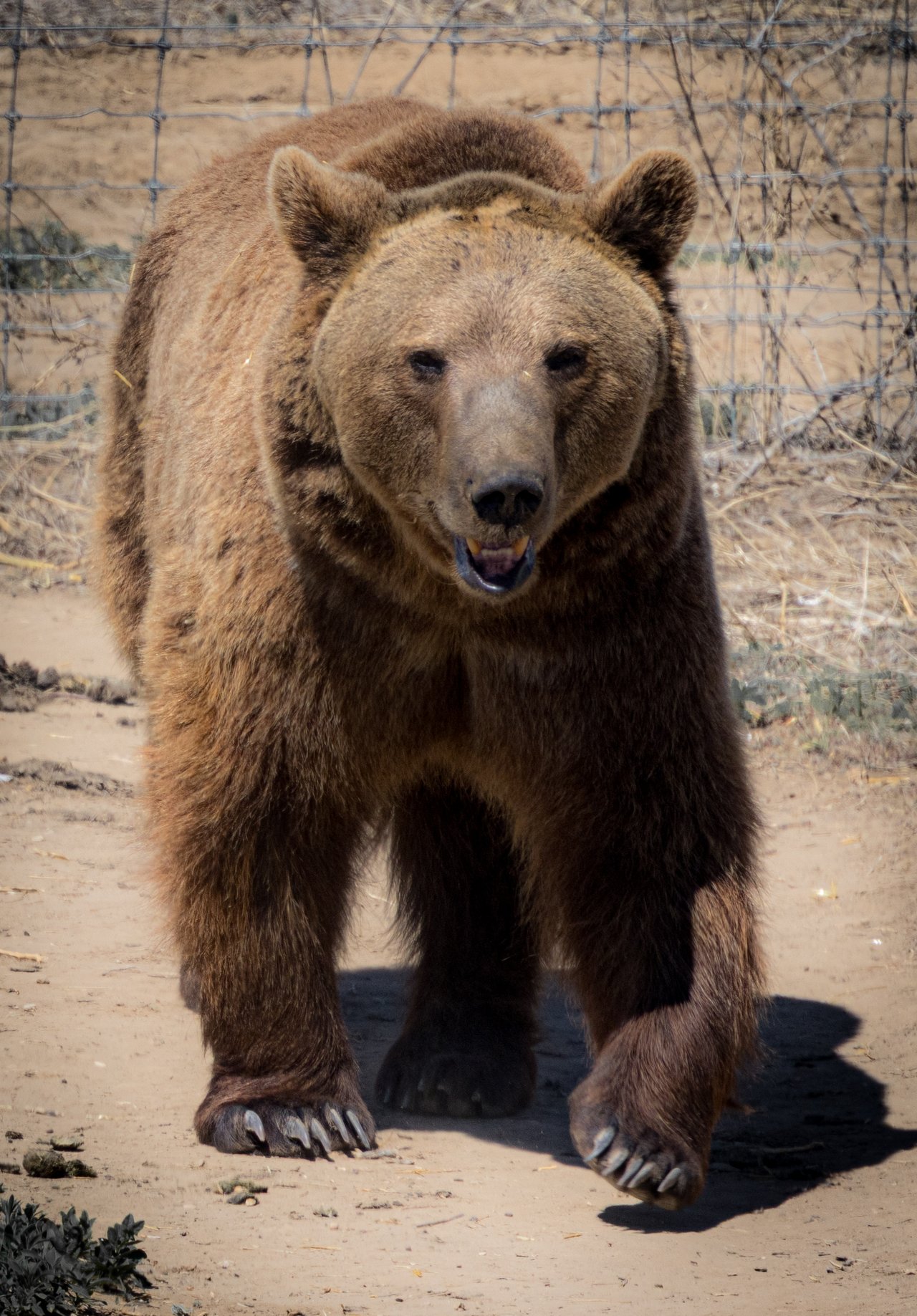 Into the Wild: Monica Breckenridge’s Unforgettable Journey at The Wild Animal Sanctuary Subtitle