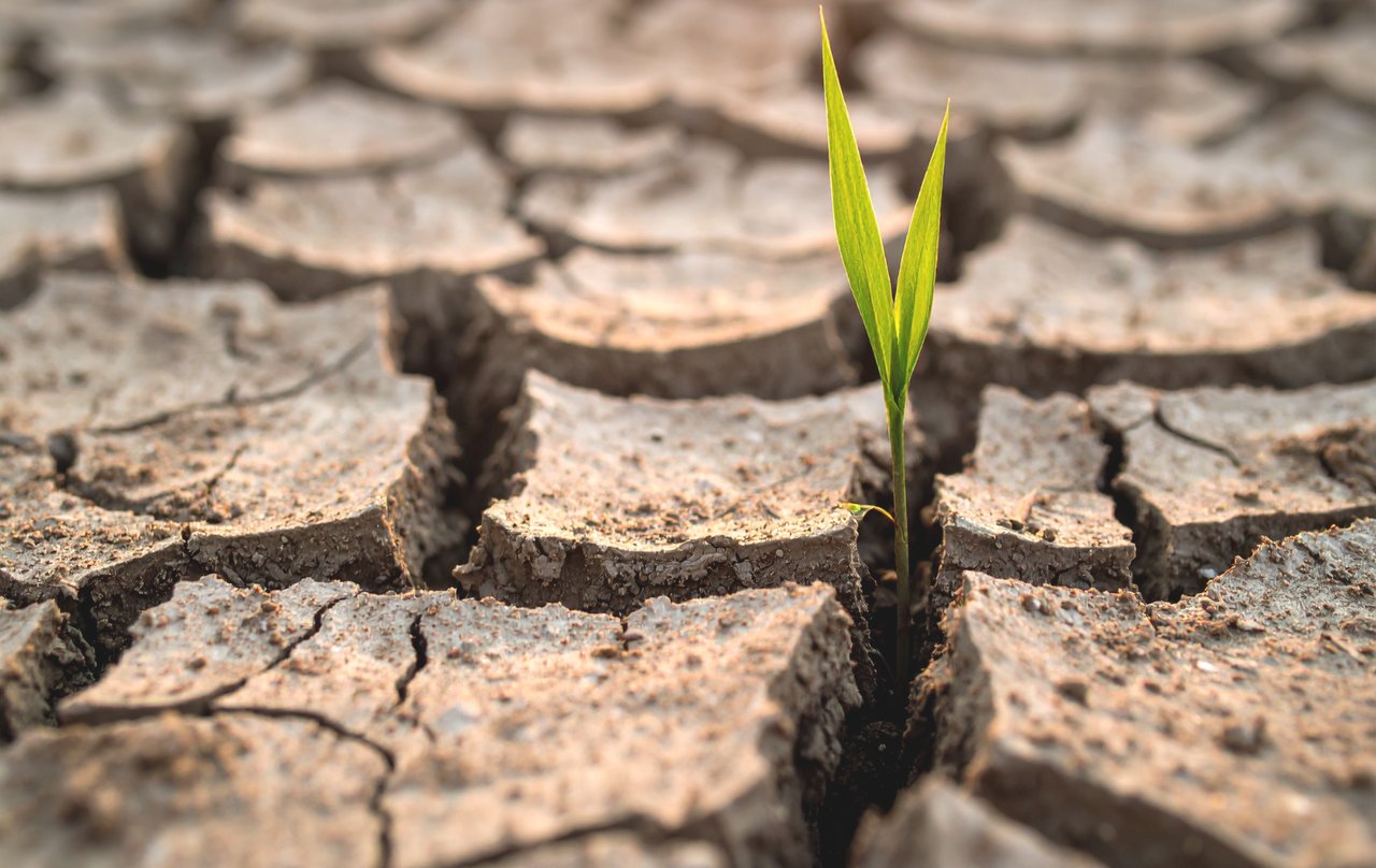 Dry, cracked soil in Colorado drought conditions with a single green plant growing, symbolizing water conservation and resilience in Denver 2026
