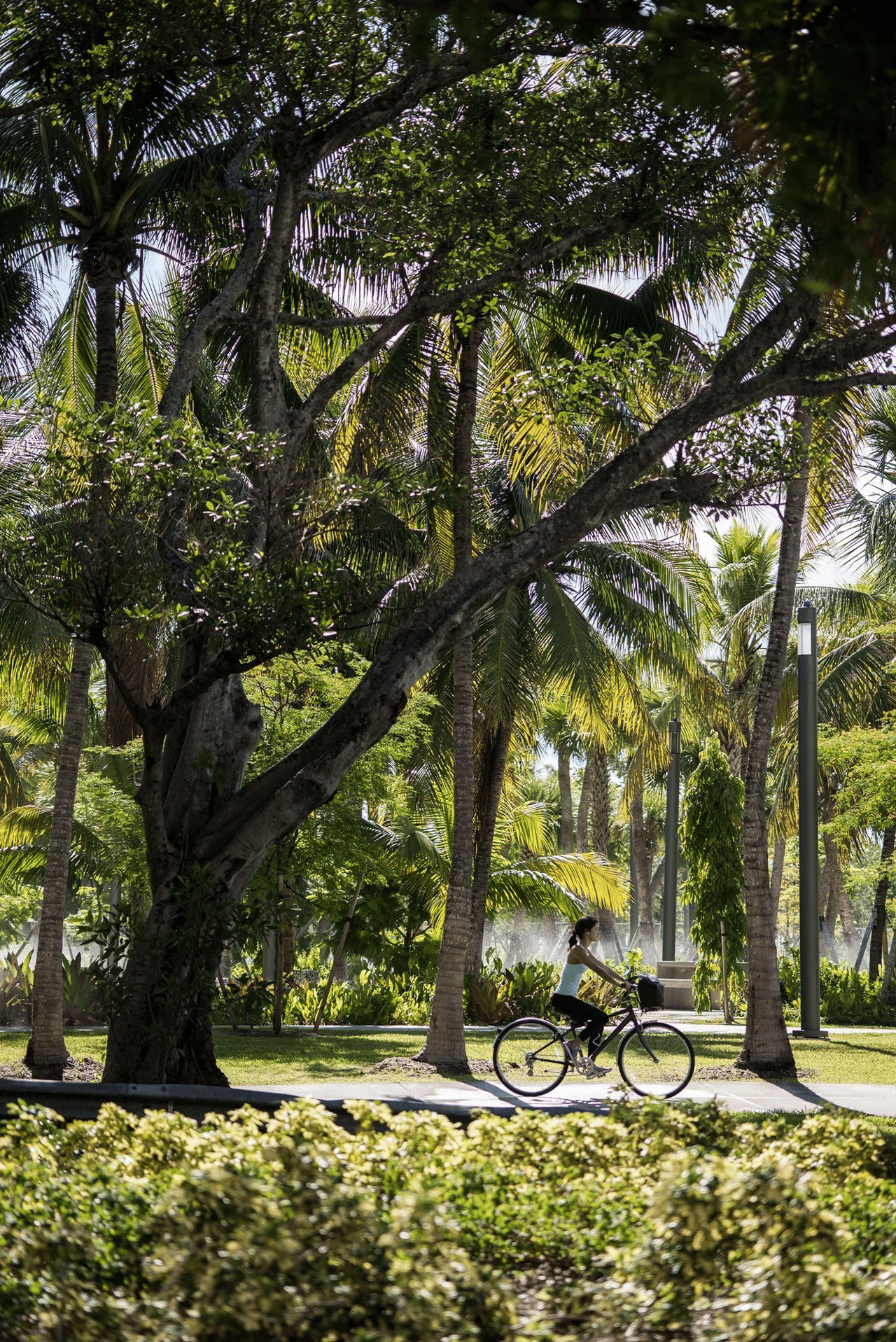 Arbor Coconut Grove