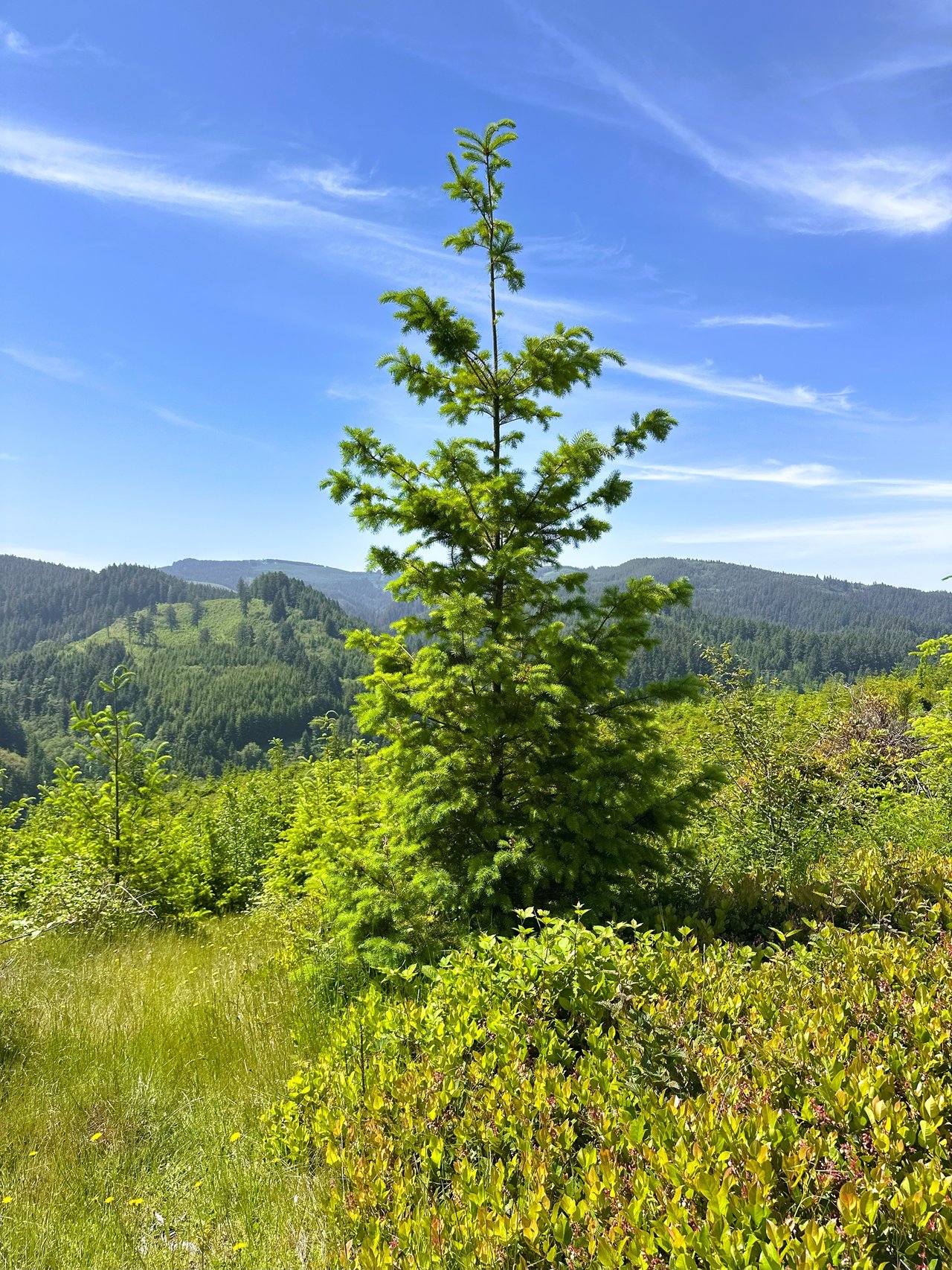 Alsea Estuary Forestland