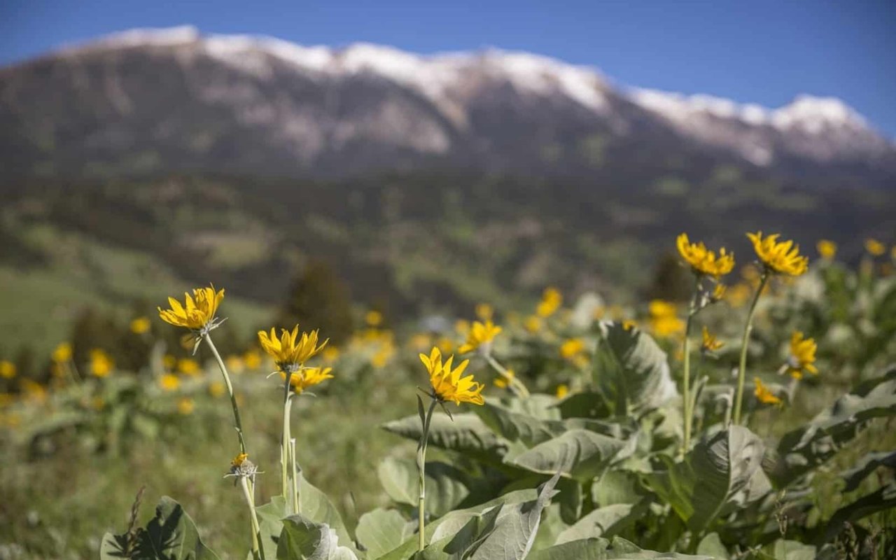 2017 Bozeman Real Estate Market Report