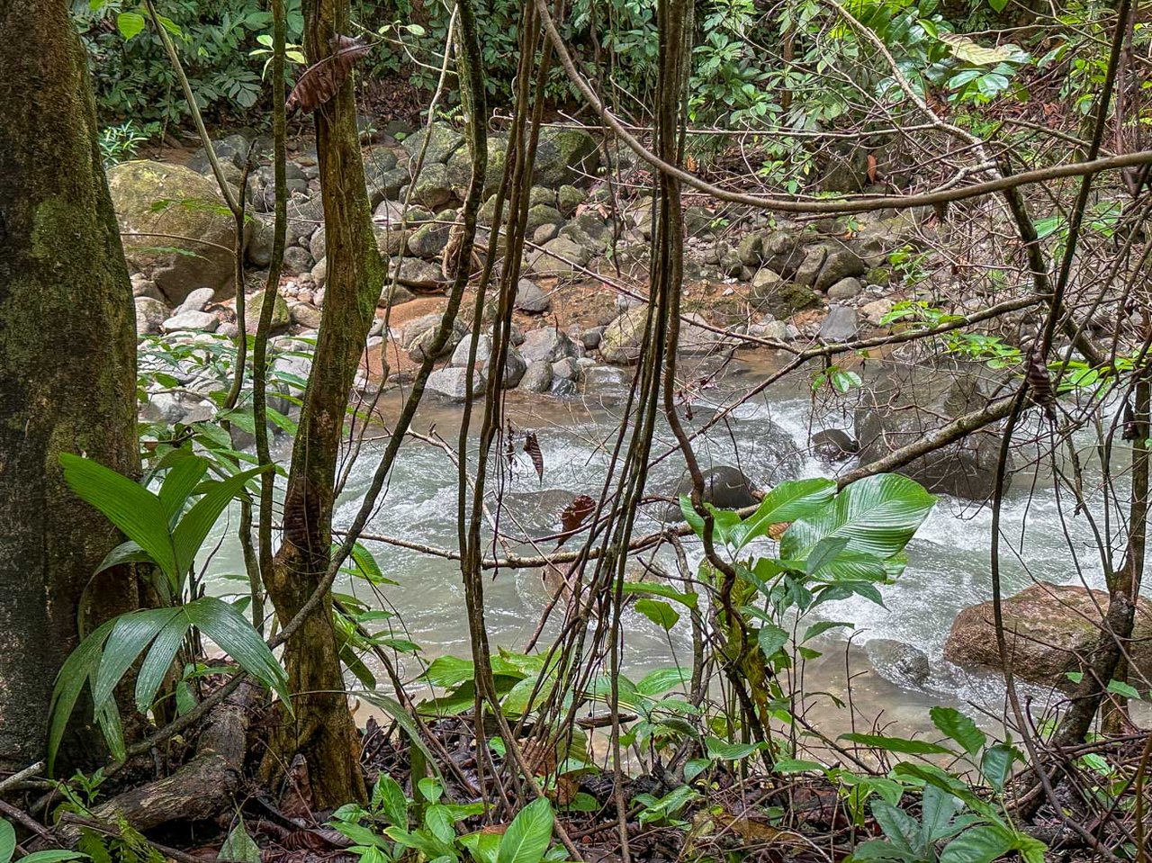 Rainforest Home with River, Jungle Trails & Pool in Ojochal