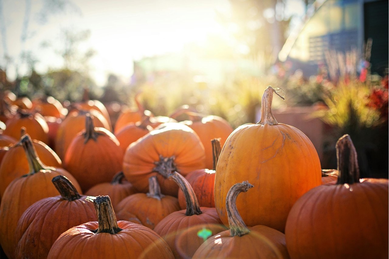 Fall Festivals in Orlando 2025