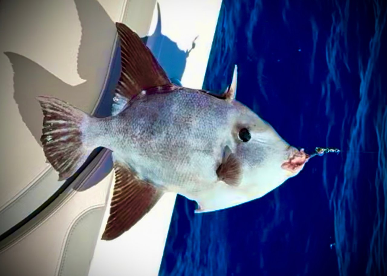 Ocean Trigger Fishing