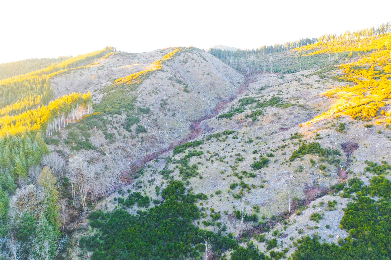Walton Wild Woods